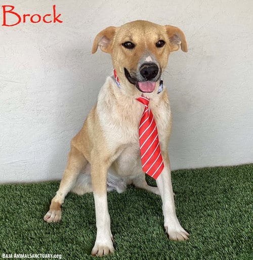 Photo of Brock, adoptable Collie in San Diego, California