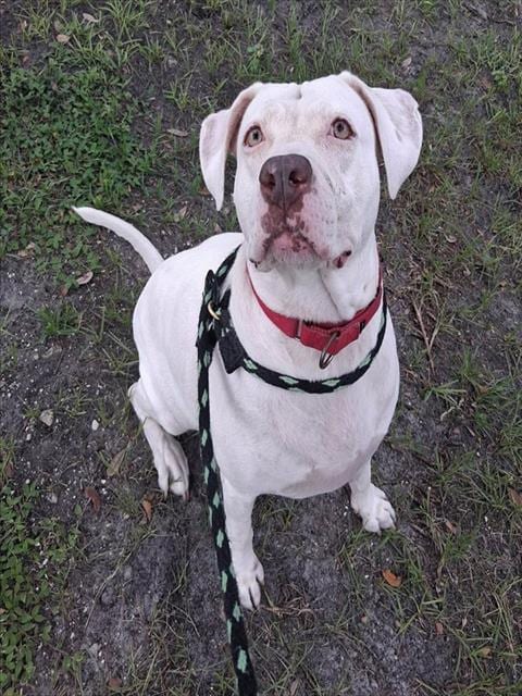 Photo of Dottie, adoptable dog in Palmetto, Florida