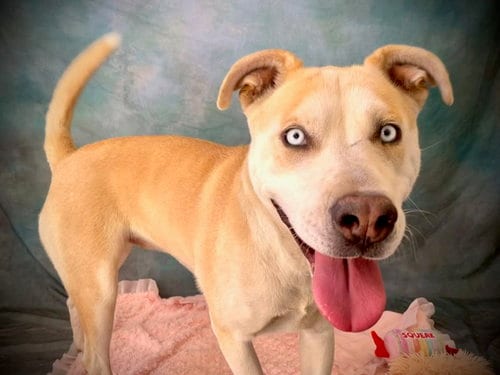 Photo of Millie, adoptable Siberian Husky in Salinas, California