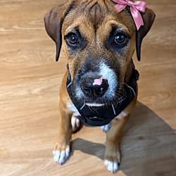 Photo of Bindi, adoptable Mixed Breed (Medium) in Dumont, New Jersey