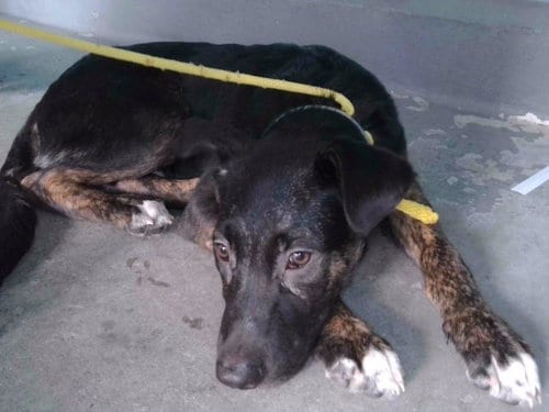 Photo of Dorito, adoptable German Shepherd Dog in Baldwin Park, California