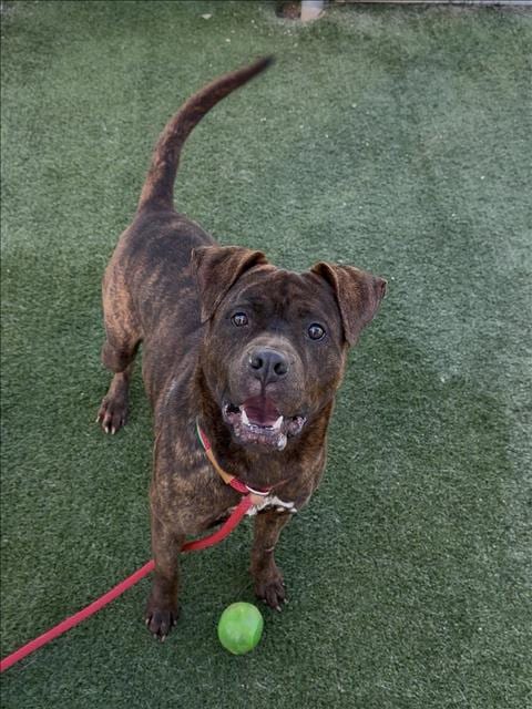 Photo of Chako, adoptable Boxer in Chatsworth, California