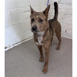 Photo of Mocha, adoptable Australian Cattle Dog in San Bernardino, California