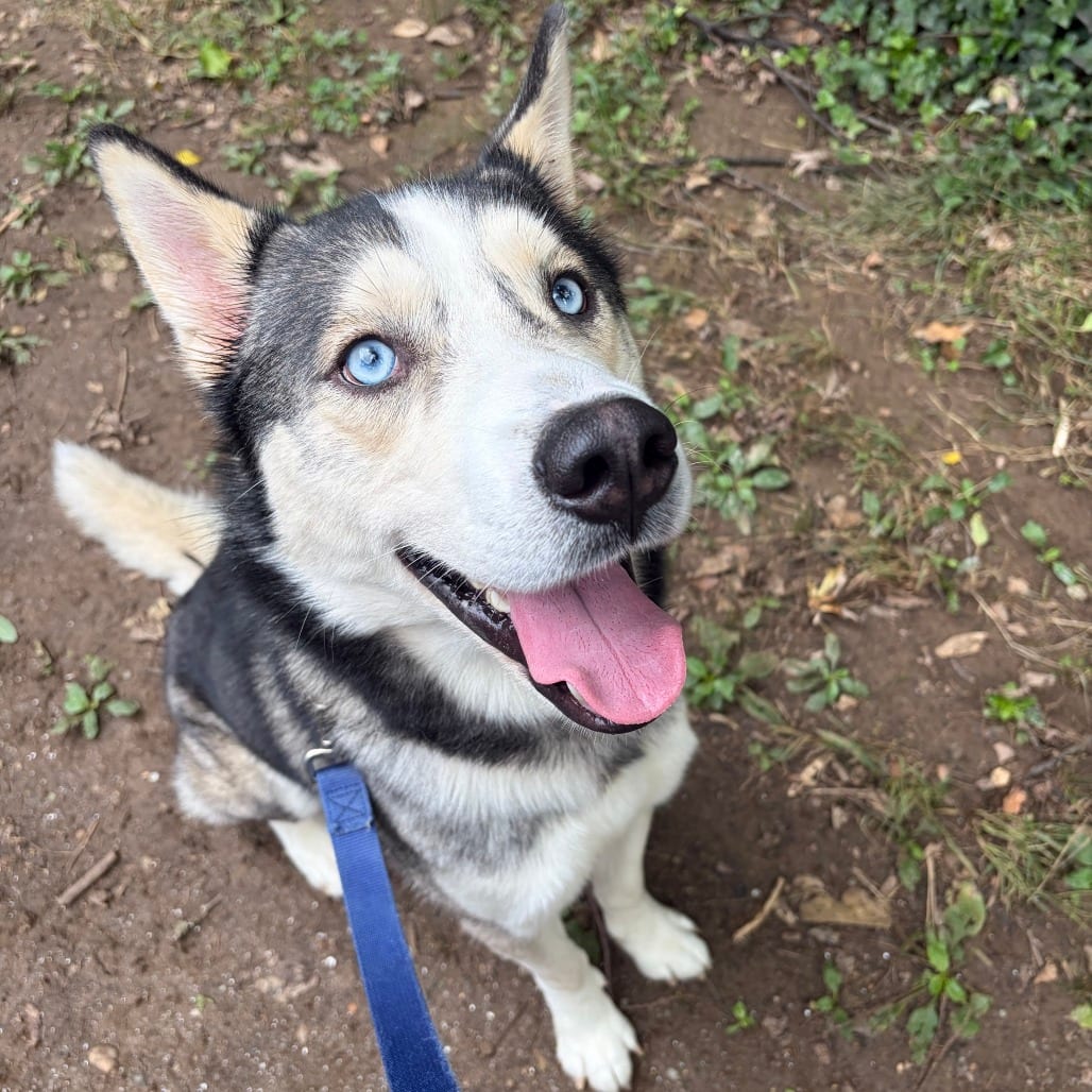 Photo of Rocky, adoptable Husky, Siberian in Baltimore, Maryland