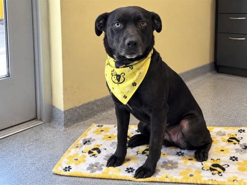 Photo of Tessa, adoptable Labrador Retriever in Orange, California