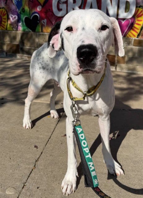 Photo of Honda, adoptable American Staffordshire Terrier in Grand Prairie, Texas