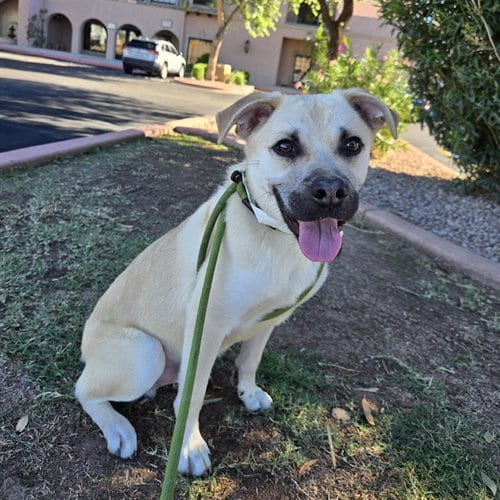 Photo of Parmesan, adoptable Australian Cattle Dog/Blue Heeler in Phoenix, Arizona