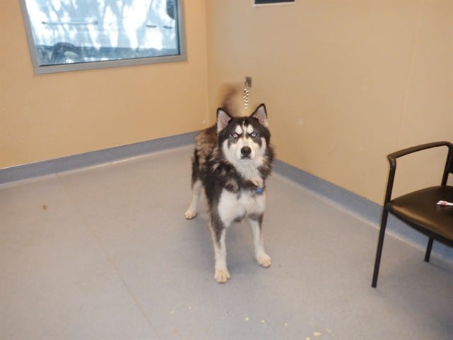 Photo of Disney, adoptable Siberian Husky in San José, California