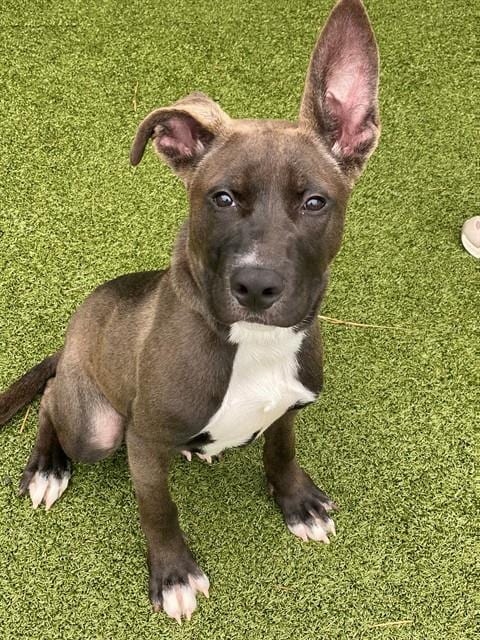 Photo of Rob, adoptable Pit Bull Terrier in Fayetteville, North Carolina