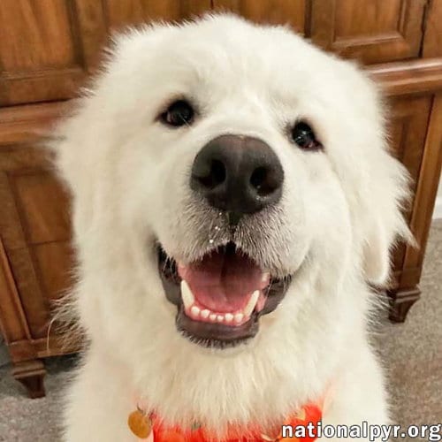 Photo of LaZboy in GA - Goofy & Lovable, adoptable Great Pyrenees in Beacon, New York