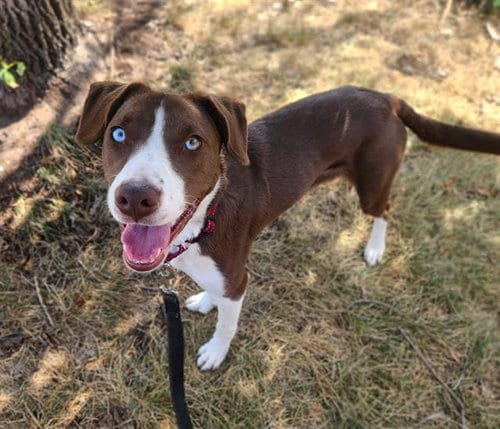 Photo of Lady Queen, adoptable Border Collie in Minneapolis, Minnesota