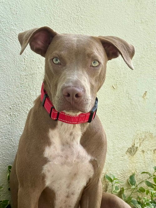 Photo of Howdy, adoptable Pit Bull Terrier in Wenonah, New Jersey