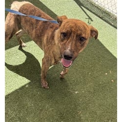Photo of Pyrex, adoptable American Pit Bull Terrier in Texas City, Texas