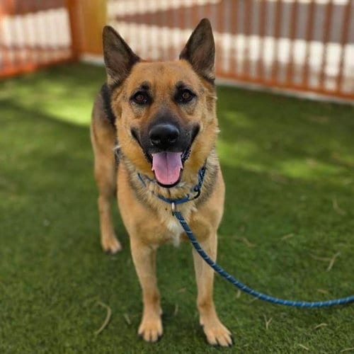 Photo of Bullet, adoptable German Shepherd Dog in Las Vegas, Nevada