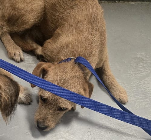Photo of A171360, adoptable Terrier in Bakersfield, California