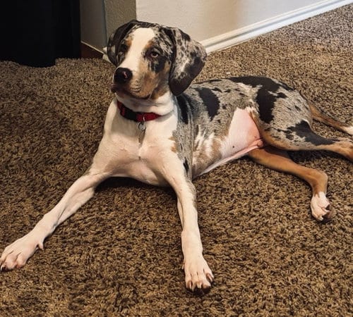 Photo of Cyrus, adoptable Catahoula Leopard Dog in Gun Barrel City, Texas