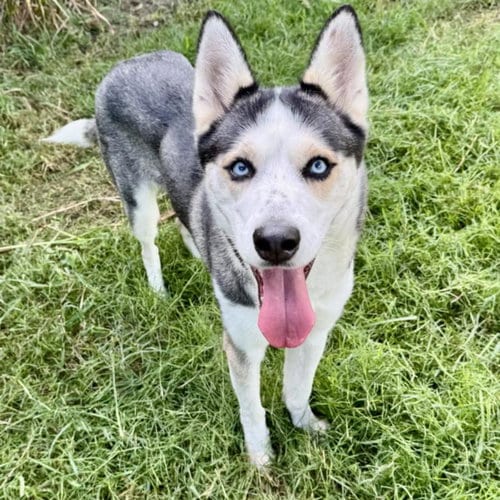 Photo of Mia, adoptable Siberian Husky in Houston, Texas