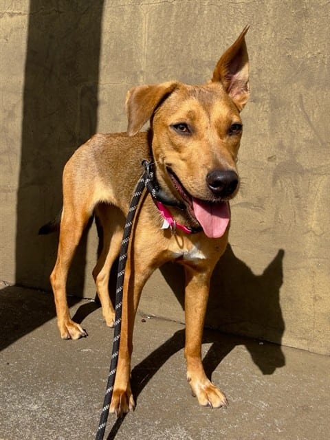 Photo of Becky, adoptable Terrier in Miami, Florida