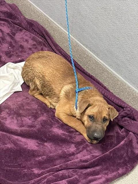 Photo of Tiana, adoptable Chinese Shar-Pei in Las Vegas, Nevada