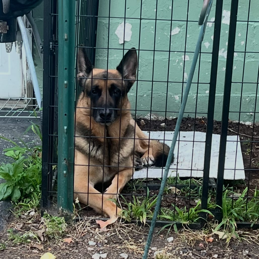 Photo of Zeus - Home to Home, adoptable Shepherd in South Elgin, Illinois