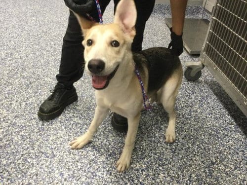 Photo of A1934362, adoptable German Shepherd Dog in Thousand Palms, California
