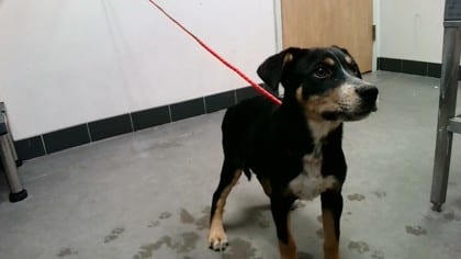 Photo of Bart, adoptable dog in Farmington, New Mexico