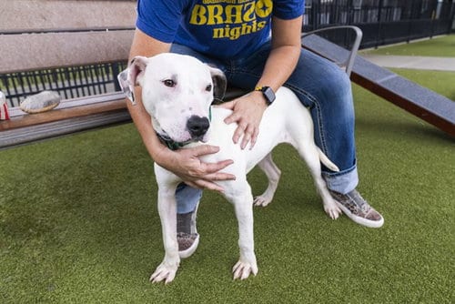 Photo of Belle, adoptable Pit Bull Terrier in Waco, Texas