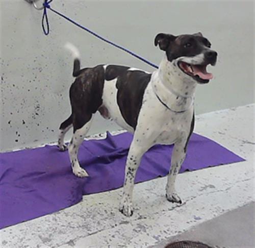 Photo of Cooper, adoptable Australian Cattle Dog/Blue Heeler in Houston, Texas