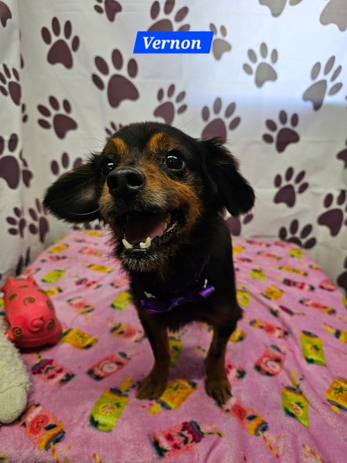 Photo of Vernon, adoptable Chihuahua in Metairie, Louisiana