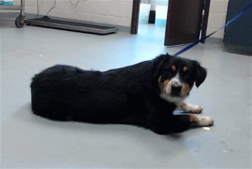 Photo of A435264, adoptable Labrador Retriever in Fayetteville, North Carolina