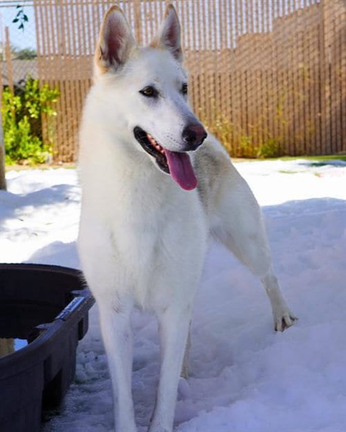 Photo of Mazapan, adoptable Siberian Husky in Chula Vista, California