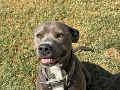 Photo of Blue Mayne, adoptable Pit Bull Terrier in Tulsa, Oklahoma