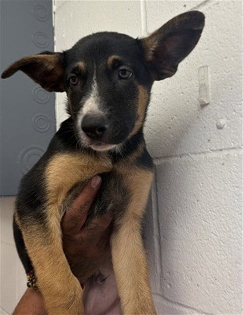 Photo of Michael, adoptable German Shepherd Dog in San Bernardino, California