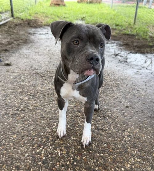Photo of Landon, adoptable Staffordshire Bull Terrier in Houston, Texas