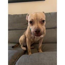 Photo of Danika, adoptable Mixed Breed (Medium) in Munster, Indiana