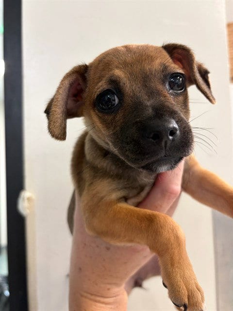 Photo of Whisker, adoptable Chihuahua in Baldwin Park, California