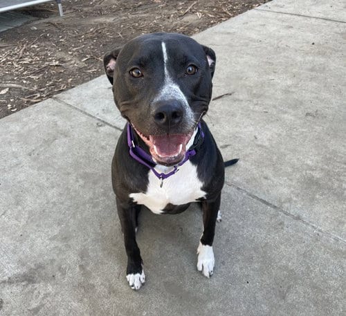 Photo of Nova, adoptable Pit Bull Terrier in Martinez, California
