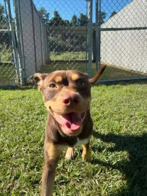 Photo of A524692, adoptable Australian Kelpie in Wilmington, North Carolina