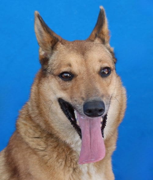 Photo of Bella, adoptable German Shepherd Dog in Pasadena, California