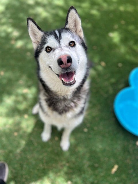 Photo of Puddin, adoptable Siberian Husky in Lancaster, California