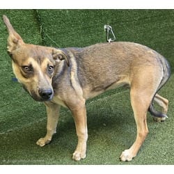 Photo of Graham, adoptable Australian Cattle Dog in Lancaster, California