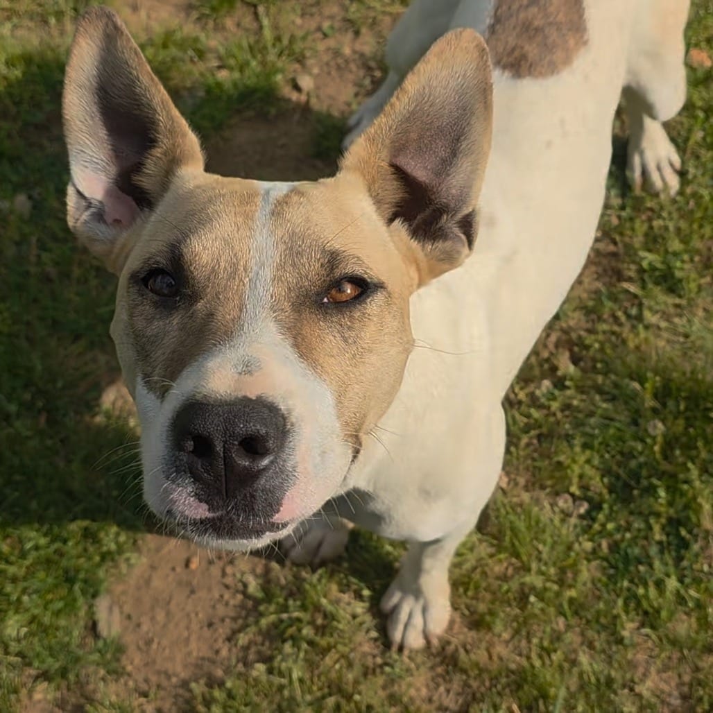 Photo of Sweet Pea, adoptable Feist / Mix