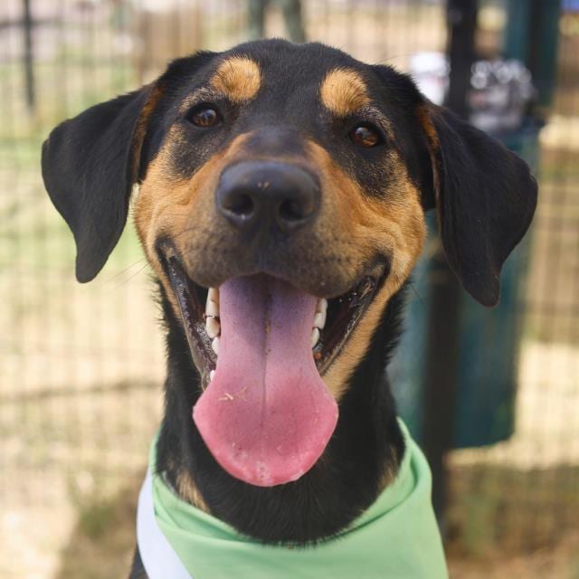 Photo of Rufus, adoptable dog in San Antonio, Texas