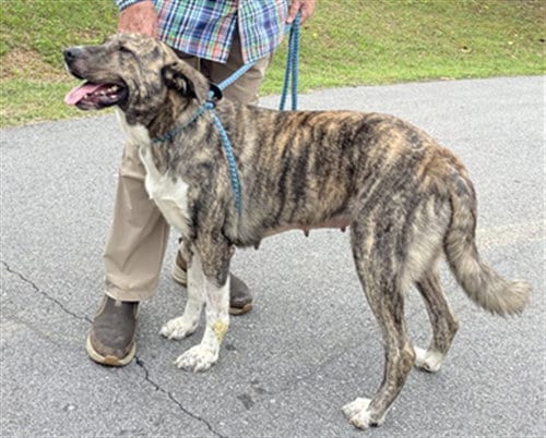 Photo of Meredith, adoptable Anatolian Shepherd in Clyde, North Carolina