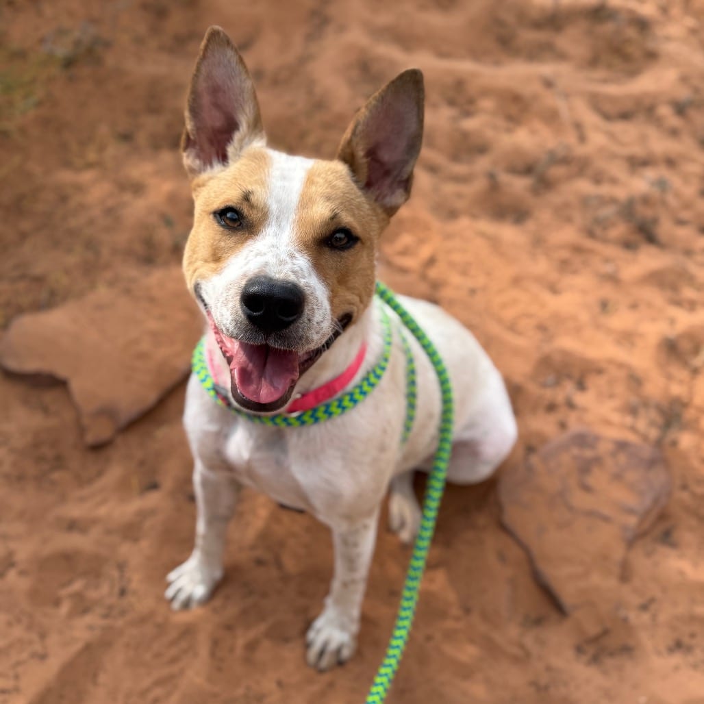 Photo of Chimkins, adoptable Cattle Dog / Terrier, Pit Bull in Kanab, Utah