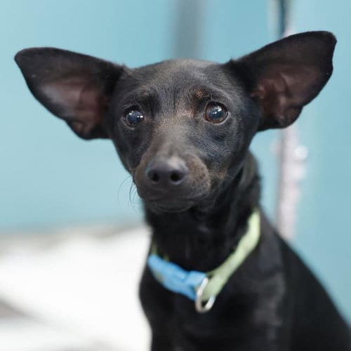 Photo of Pico, adoptable Dachshund in San Antonio, Texas