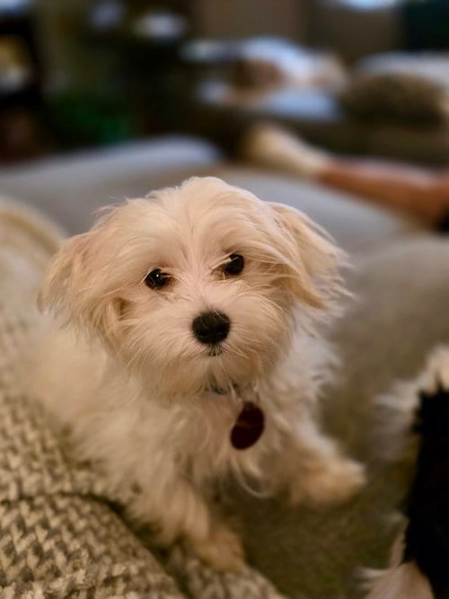 Photo of Minne, adoptable Maltese in St. Louis Park, Minnesota