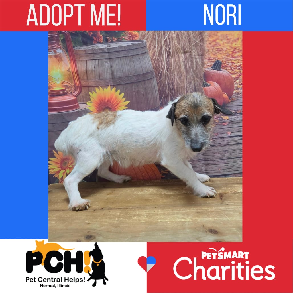 Photo of Nori, adoptable Terrier, Jack Russell in Normal, Illinois