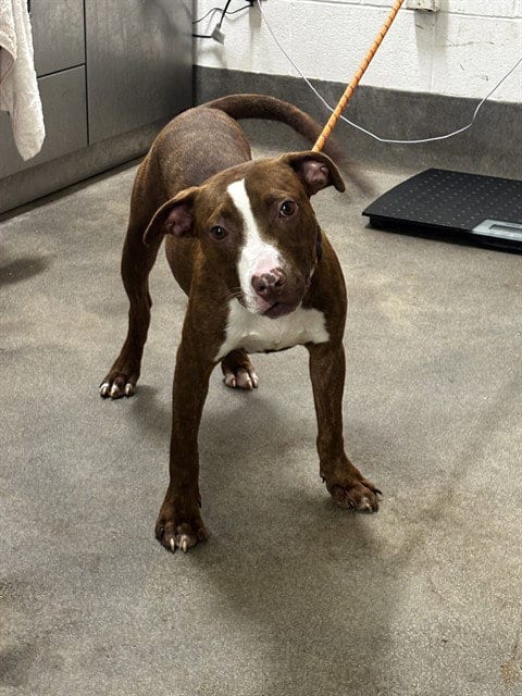 Photo of Loki, adoptable Pit Bull Terrier in Forestville, Maryland