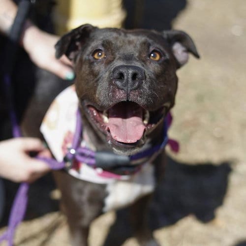 Photo of Pupasaurus, adoptable American Staffordshire Terrier in San Antonio, Texas